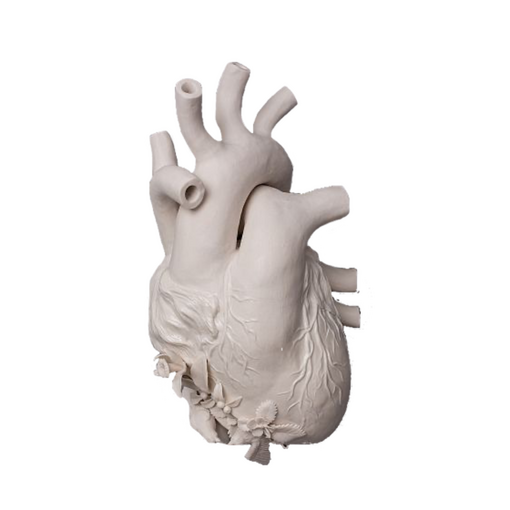 a white anatomical heart with flowers along the bottom